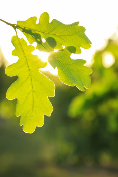 Green frame from the leaves of the tree on a white background.