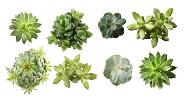 istock Collage with different succulents on white background, top view. Banner design 1348856699