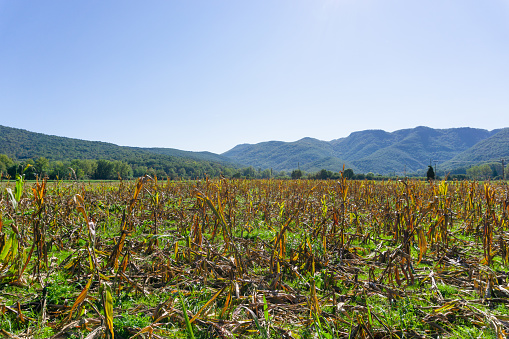 Harvested field of cobs in a meadow