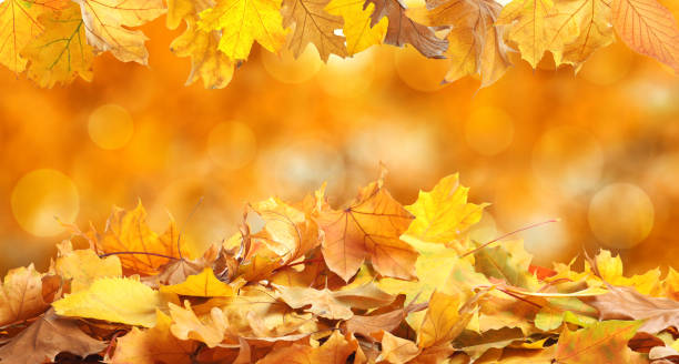 istock Beautiful autumn leaves outdoors on sunny day, space for text with bokeh effect. Banner design 1348856814