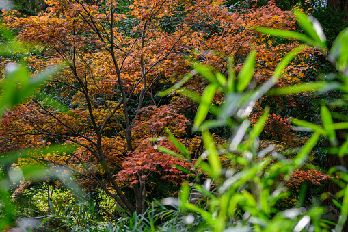 Seasonal Autumn colours at Batsford Arboretum