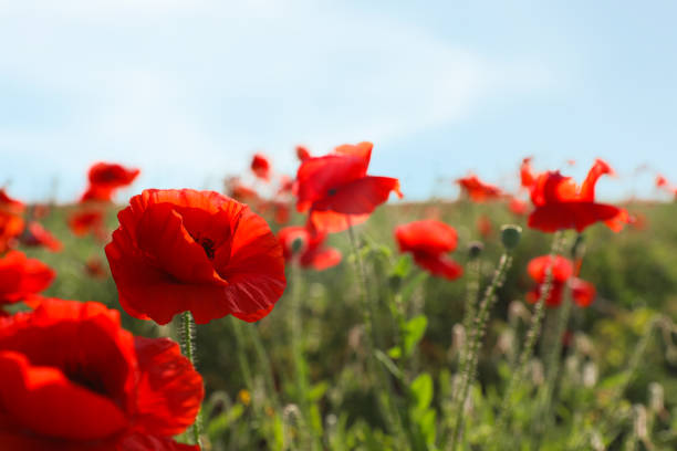 istock Beautiful blooming poppy flowers in field on spring day. Space for text 1348857702