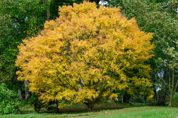 istock Seasonal Autumn colours 1348857716
