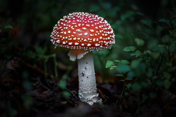 istock Fantasy glowing mushrooms in an enchanted forest. 1348857950