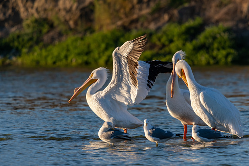 Set of large water birds strolling around the sandbar of the lake