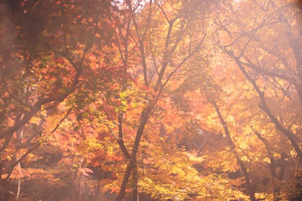 istock Autumn Leaves in Kyoto 1348860063