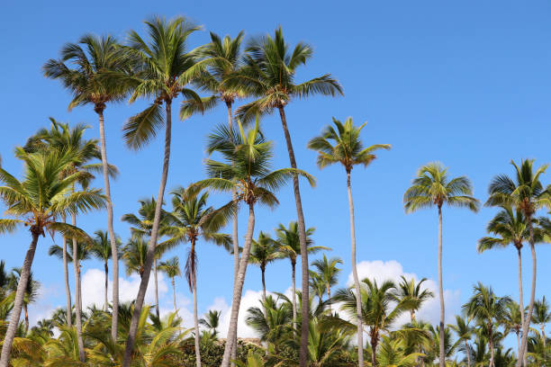istock Coconut palm trees on blue sky with white clouds background 1348860302