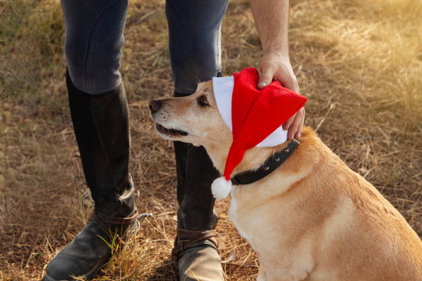 istock A dog with a Santa Claus hat 1348860425