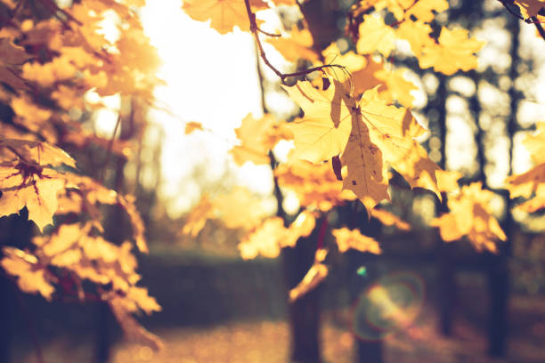 istock yellow maple leaves and defocused path in city park 1348861194