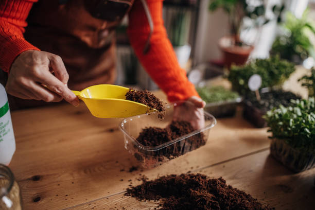 istock Mature woman planting micro plants 1348861327