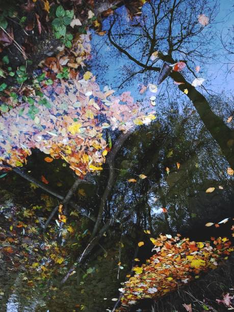 istock Autumn forest, river bank.  Reflection of trees in water 1348863106