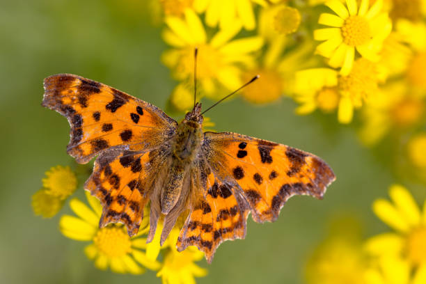 istock Comma butterfly on yellow flowers 1348863117