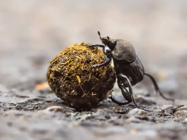 dung beetle solving problems while making an  effort to roll a ball uphill through gravel