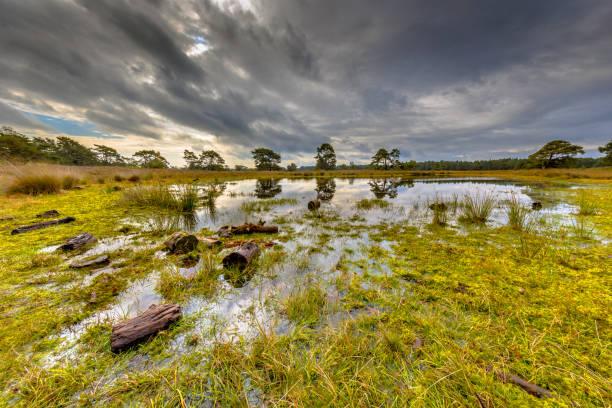 Fen in nature reserve Tongerense heide near Emst, Gelderland Province, the Netherlands