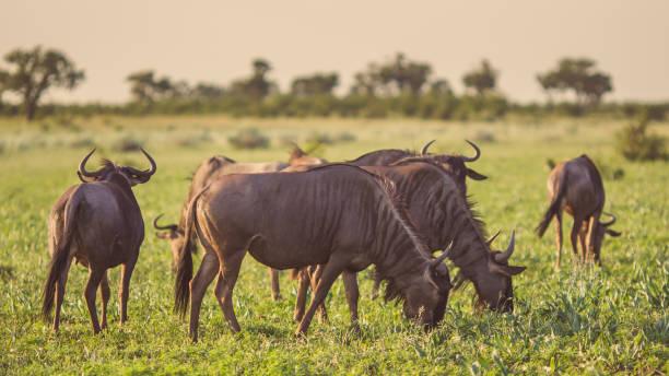 Blue Wildebeest herd grazing at sunset Common Blue Wildebeest or Brindled Gnu (Connochaetes taurinus) herd grazing at sunset in Mooiplaas river bed in bushveld savanna of Kruger national park South Africa bushveld photos stock pictures, royalty-free photos & images