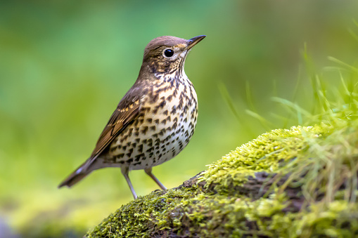 Song thrush (Turdus philomelos) perched on ground with green ecological garden background. One of the most familiar birds in parks and gardens of Europe. Wildlife in nature. Netherlands.