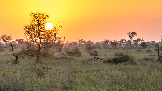 Sunrise over bushveld savanna in Kruger national park South Africa