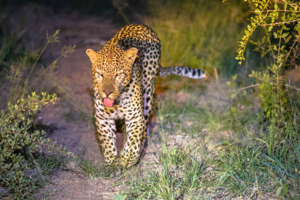 afrikanischer leopard bei nacht - kruger national park national park southern africa africa stock-fotos und bilder