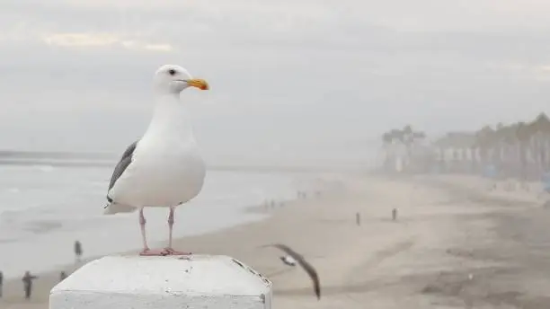 Photo of White seagull, California pacific ocean beach. Lovely bird close up on pier in Oceanside.