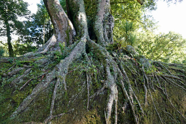istock nature on the azores islands 1348866065