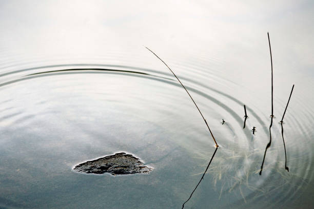 istock Water, drop and grass in the lake 1348867465