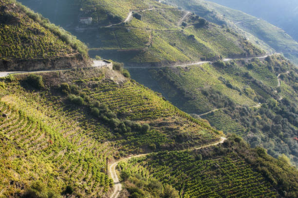 istock Terraced vineyards in Ribeira Sacra 1348870062