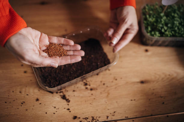 Mature woman planting seed