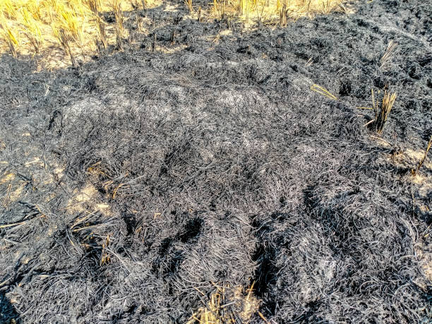 istock Ashes of fired crop waste 1348871135