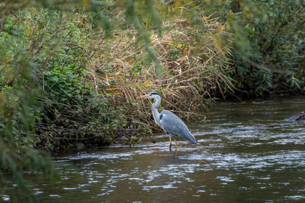 istock Grey Heron, Ardea cinerea feeding on fish in the River Trent. 1348871310