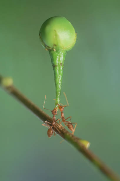 weaver ants, red ant action red ant action carrying cutleaf groundcherry, wild tomato, camapu, and winter cherry and chocolate fruit on tree branch
nest on a green background. Hardworking strong ants (weaver ants) ants-walking stock pictures, royalty-free photos & images