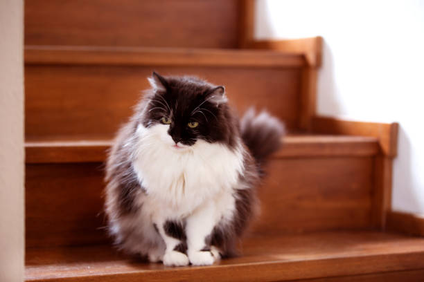 istock Fluffy cat sitting on a stairs inside a home 1348873769