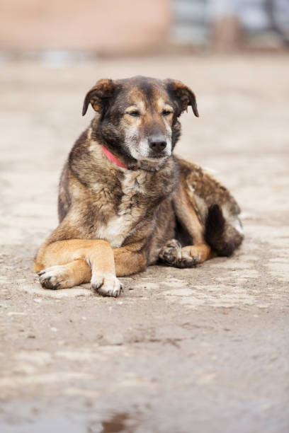 istock Dog with sad eyes in shelter for adoption 1348873999