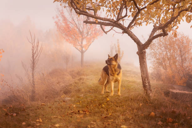 istock Adorable German shepherd standing in autumn park 1348874036