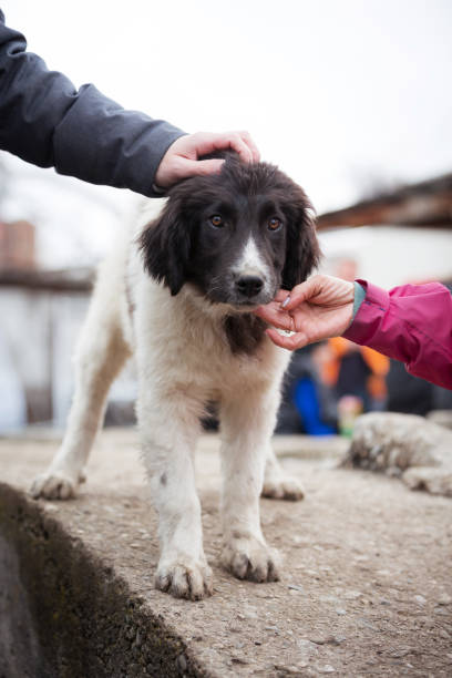 istock Bulgarian shepherd dog puppy portrait 1348874105