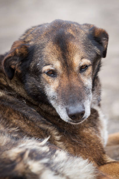 istock Dog with sad eyes in shelter for adoption 1348874217
