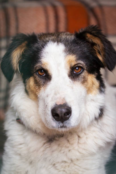 istock Dog with sad eyes in shelter for adoption 1348874294