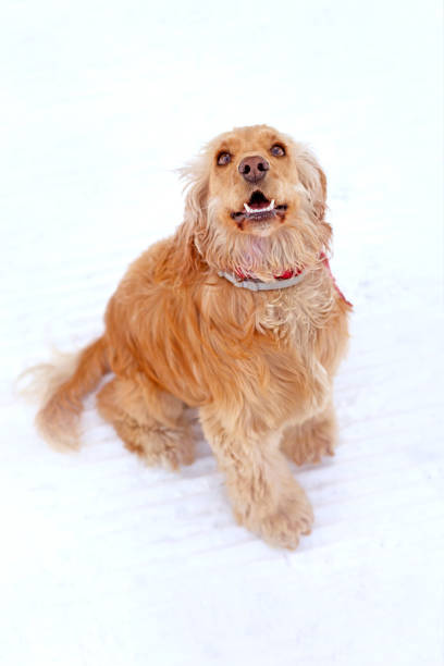 Beautiful english cocker spaniel sitting and looking up, white snow background