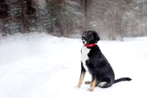 istock Black and white dog sitting on white snow 1348874582