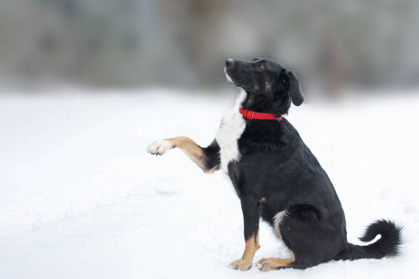 istock Black and white dog sitting on white snow 1348874664