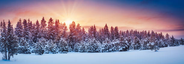istock Panoramic view of the wilderness natural forest on winter sunset. 1348878903