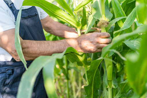Vertical photograph of a Latino hand holding a freshly harvested tender corn cob in the field. The image symbolizes the freshness of the produce and the hard work of farmers.