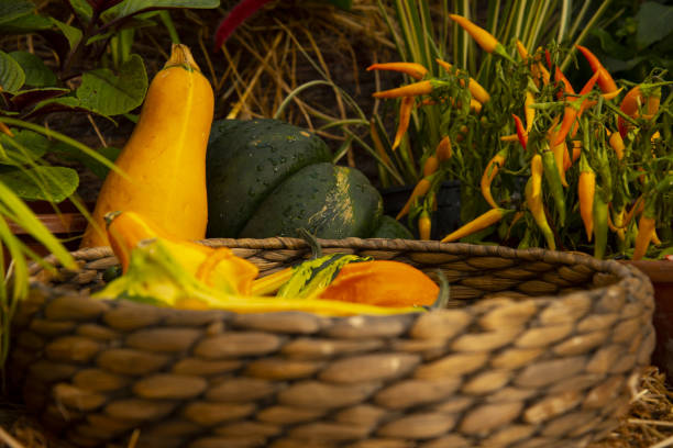 Bright pumpkins and other vegetables in a wicker basket . Bright unusual pumpkins and other vegetables in a wicker basket . unusual basket stock pictures, royalty-free photos & images