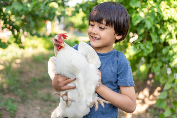 poulet tenant un enfant - animal egg eggs food white photos et images de collection