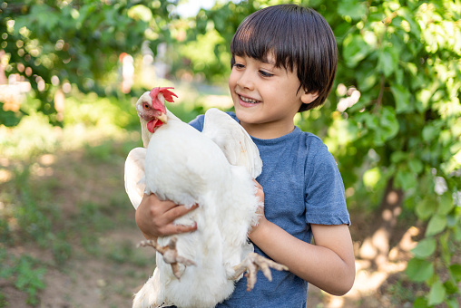 Child Holding Chicken