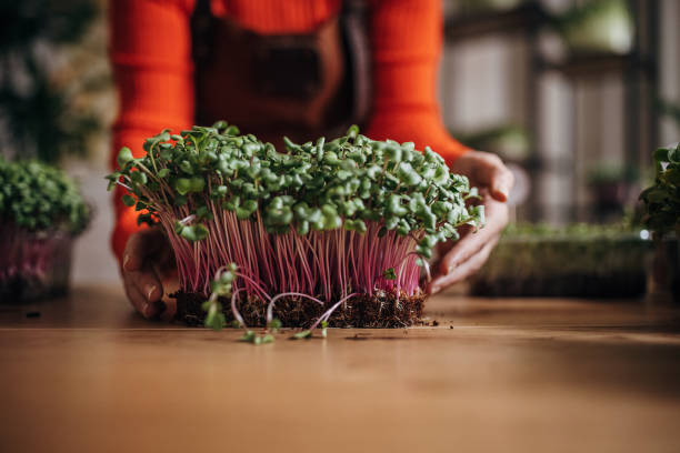 istock Mature woman nurturing plants 1348884434