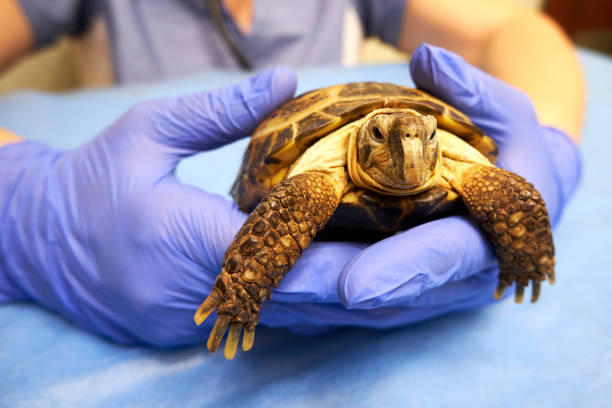 istock Turtle in the hands of the veterinarian 1348885576