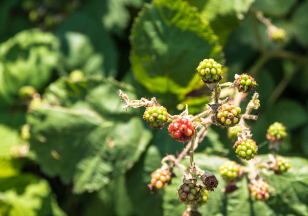 Eurosiden I,   Rose-like, rosales,   Rose family, Rosaceae,   Rosoideae, Rubus,   Blackberries, Rubus sect. Rubus, aperture 9.5, shutter speed 1/250 sec, focal length 88 mm, ISO 200, UV filter, sun visor,