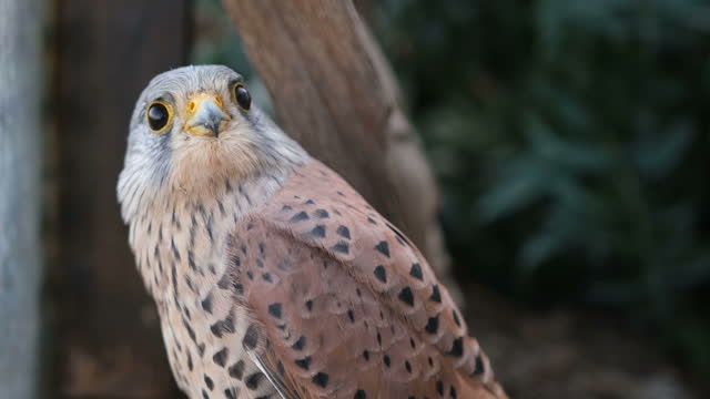 Kestrel falcon taking flight - close up, 4K