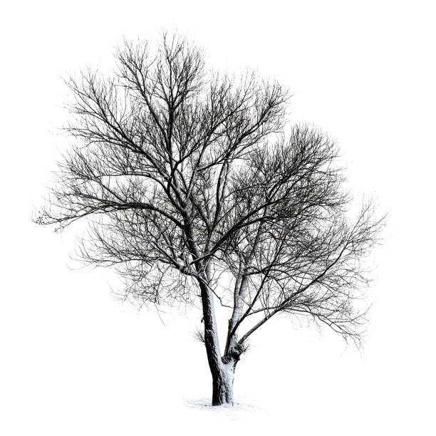 arbre nu isolé sur fond blanc - bare tree tree single object loneliness photos et images de collection