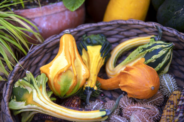 Bright pumpkins and other vegetables in a wicker basket . Bright unusual pumpkins and other vegetables in a wicker basket . unusual basket stock pictures, royalty-free photos & images